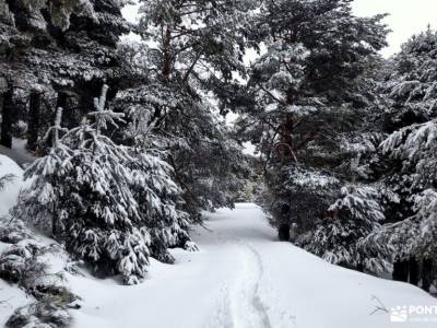 Rebollo de la Maleza; rio lobos la mesta la maliciosa cami de cavalls menorca puerco